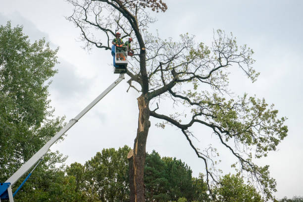 Best Storm Damage Tree Cleanup  in Snowmass Village, CO