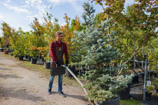 Best Tree Risk Assessment  in Snowmass Village, CO