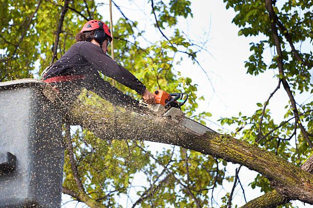 Best Leaf Removal  in Snowmass Village, CO